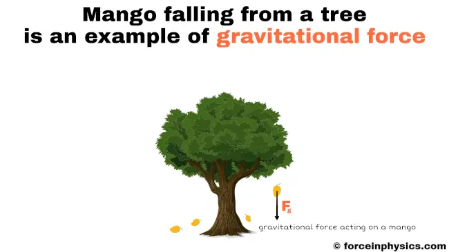 Example of gravitational force - Mango falling from tree