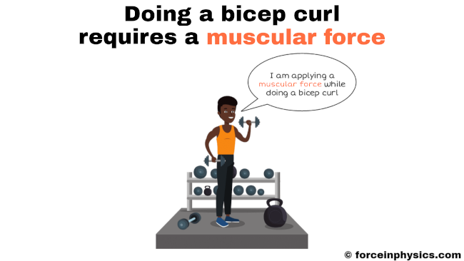 Muscular force example - bicep curl