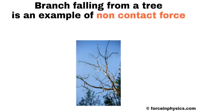 Example of non contact force - Branch falling from tree