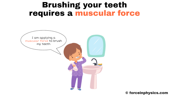 Muscular force example - tooth brushing