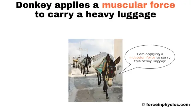 Muscular force example - Donkey carrying a heavy luggage