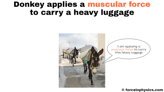 Muscular force example - donkey cart