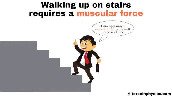Muscular force example - walking