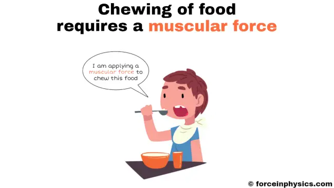 Muscular force example in daily life - Chewing of food