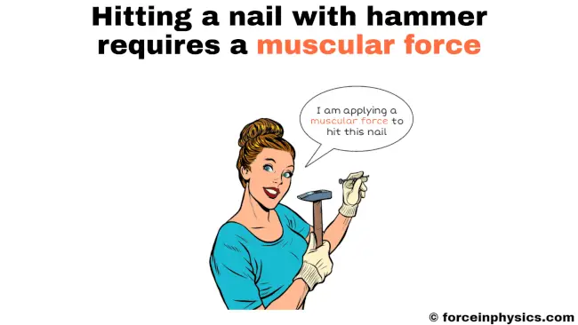 Muscular force example in daily life - Hitting a nail with hammer
