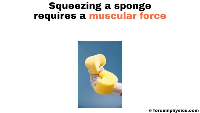 Muscular force example - squeezing (sponge)