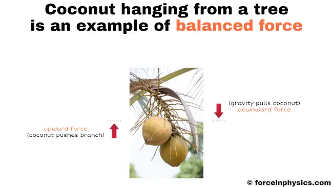 What is balanced force example - Coconut hanging from a tree
